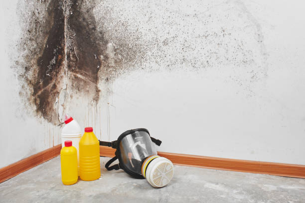 Mold Testing and Removal in Elida, OH