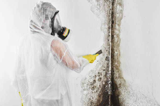 Best Mold Remediation  in Elida, OH