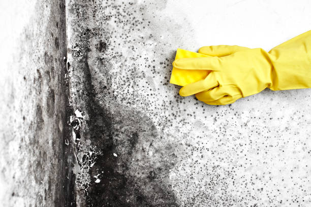 Best Professional Mold Removal  in Elida, OH