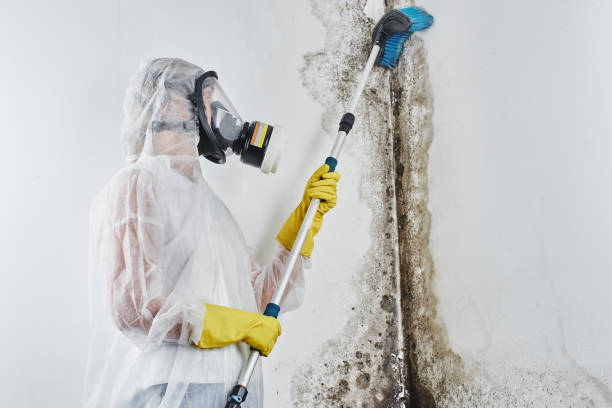 Mold Removal Process in Elida, OH