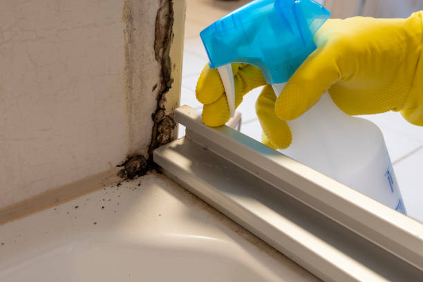 Best Office Mold Removal Services  in Elida, OH