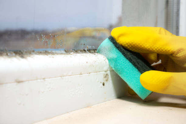 Best Black Mold Removal  in Elida, OH