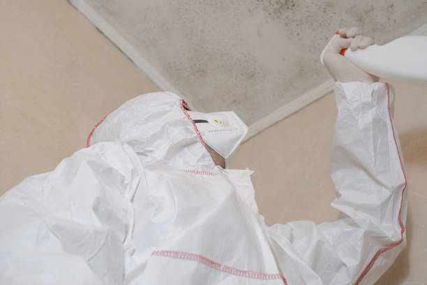 Best Mold Damage Repair  in Elida, OH