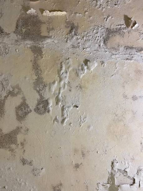 Best Best Mold Removal Companies  in Elida, OH
