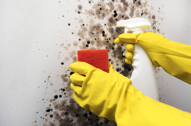 Best Home Mold Removal  in Elida, OH