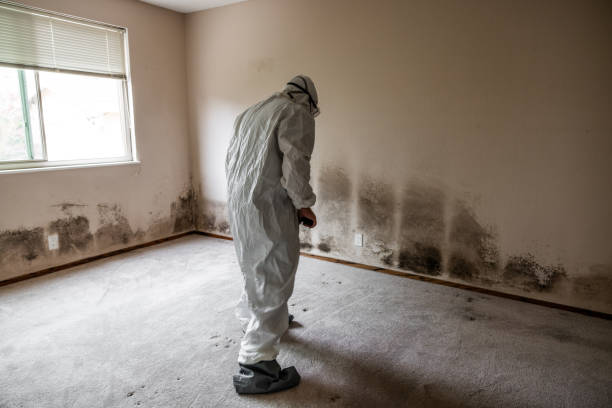 Best Mold Testing  in Elida, OH