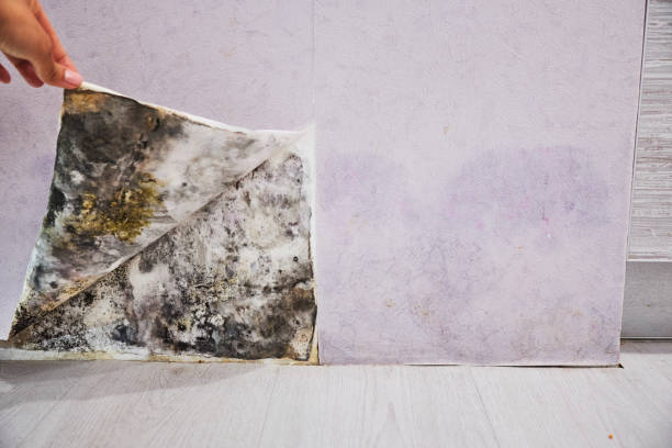 Best Mold Removal Near Me  in Elida, OH